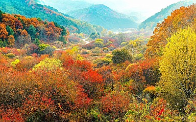 단풍
