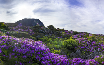 한라산 봄 향기 가득했던 날