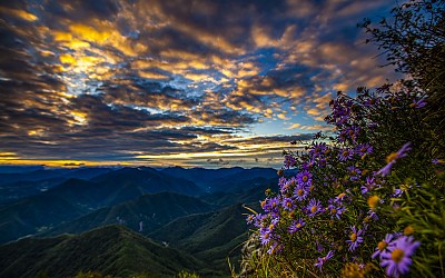 구절초를 영봉에서