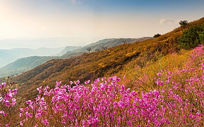 황매산