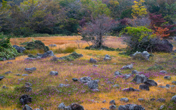 1100고지의 가을