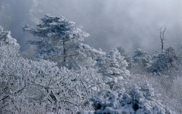덕유산 겨울 설경