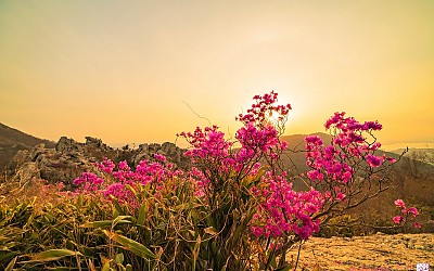 진달래 꽃    주작산 에서~
