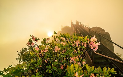 월악 영봉의 철쭉