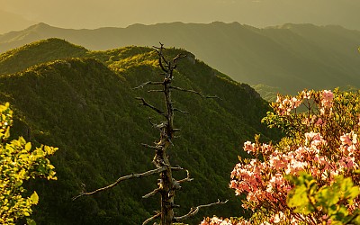 지리산의 유산 고목과철쭉