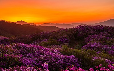 바래봉 팔랑치 능선의   여명과철쭉