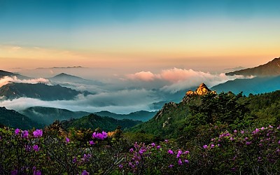 귀때기청봉 진달래