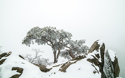 춘 설 송