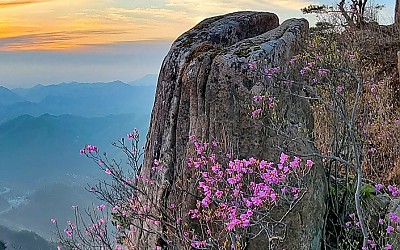 올 봄사진은 ,,,,쪽박만,,