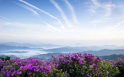 초암산의 봄