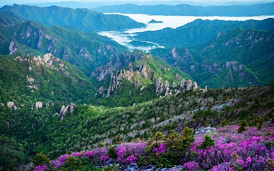 설악산 털진달래