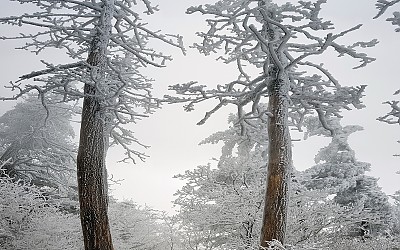 지리산부부송