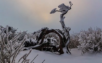 주목의 겨울나기