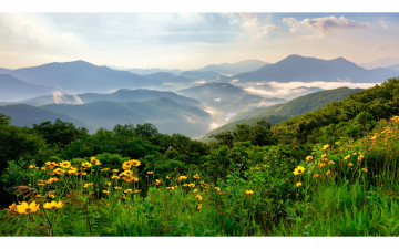 금계국이 흐드러진 산자락에서