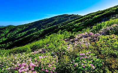 국망봉의 신록
