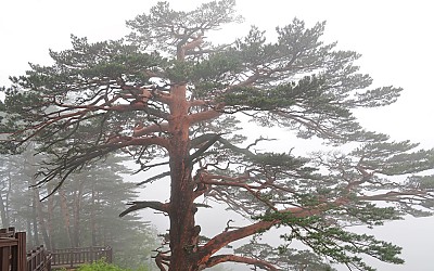 대왕송