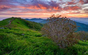 소백산 못다 핀 꽃