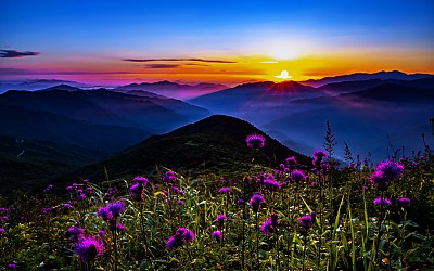 산비장이꽃