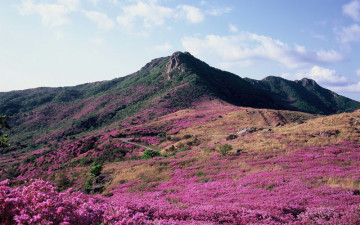 황매산