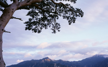 울산바위 소나무