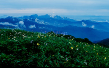 원추리가 있는 풍경