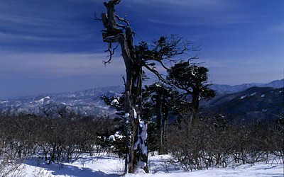 고사목