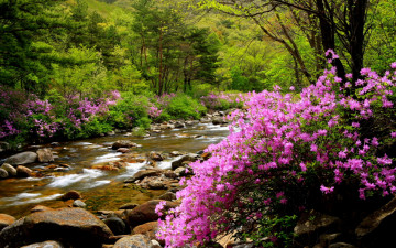 지리산의 미 (봄)