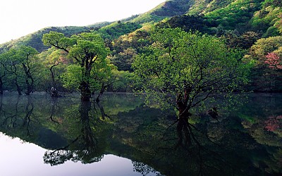 주산지의 봄