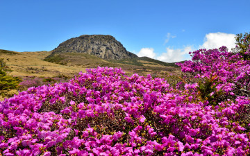 한라산털진달래