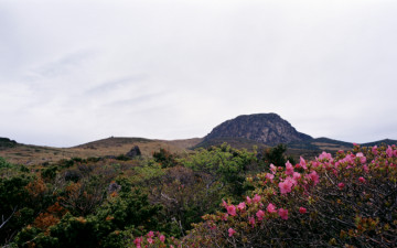 한라산의 진달래