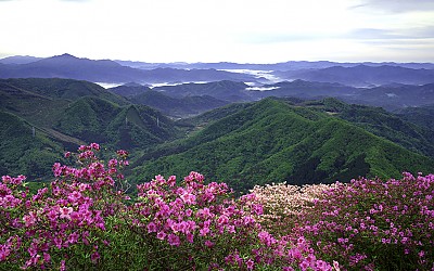 안양산의 봄