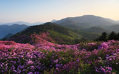 봉화산 철쭉