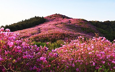 봉화산 철쭉-2-