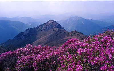 가지산 진달래