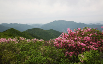 영남알프스 간월산의 봄