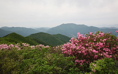 영남알프스 간월산의 봄