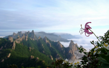 공룡의 솔나리,,