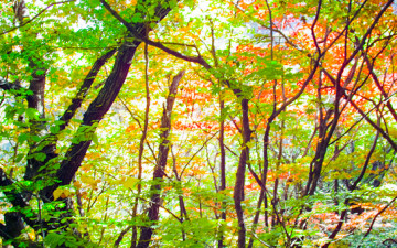 연작 - 귀를 기울이면