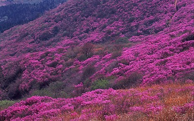 영취산 진달래
