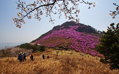 대금산의 봄