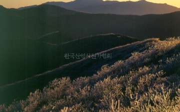 빙화 피어 좋던 날,,