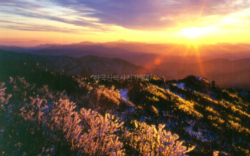 빙화 피어 좋던 날,,2