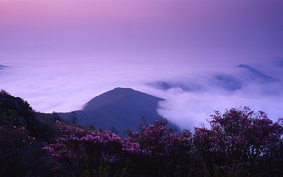 지리산의 봄