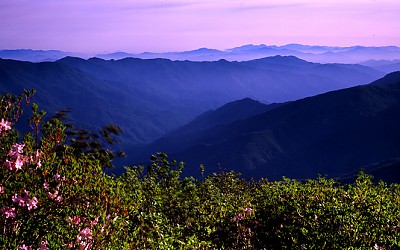 지리산의 봄