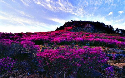 대금산
