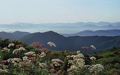 덕유산 야생화