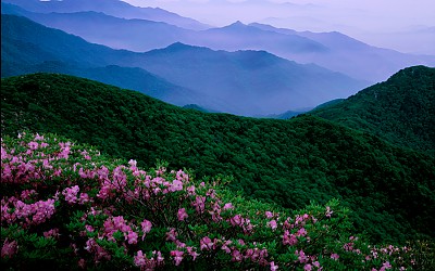 덕유산 철쭉