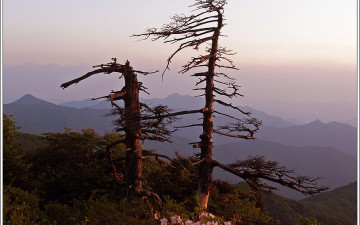 덕유산 철쭉 오늘상황