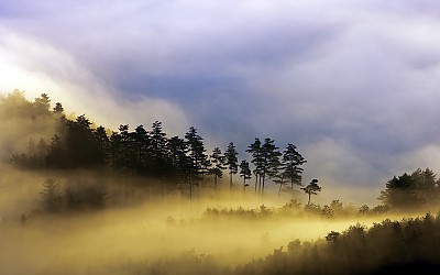 두타산의 뿌리.