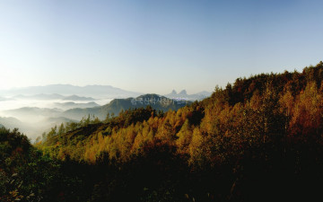 마이산자작나무숲